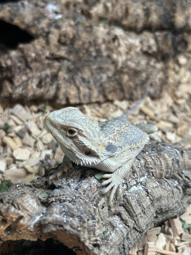 Preview of the first image of Baby bearded dragon & full set up.