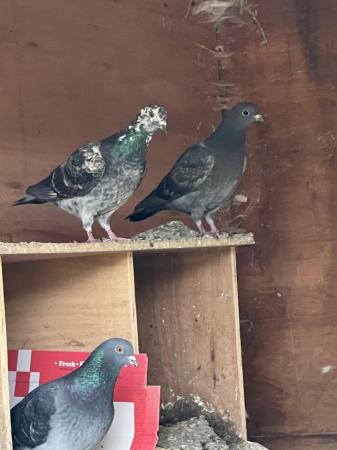 Image 3 of Beautiful pigeons available £10