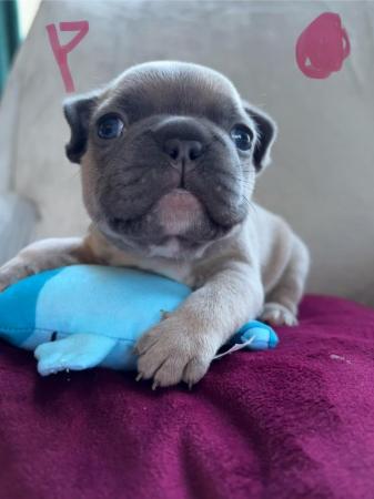 Image 10 of Ready to leave French bulldog puppies