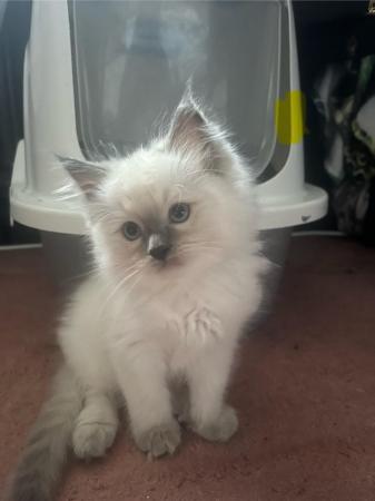 Image 7 of Stunning ragdoll kittens looking for the best homes