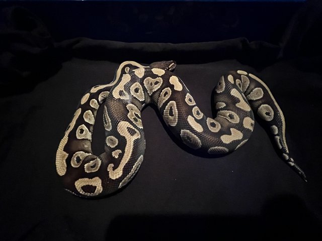 Preview of the first image of Cb22 unsexed Mojave 100% het orange ghost royal python.
