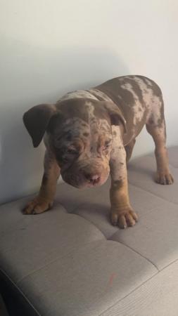 Image 3 of Pocket bully male merl  for sale