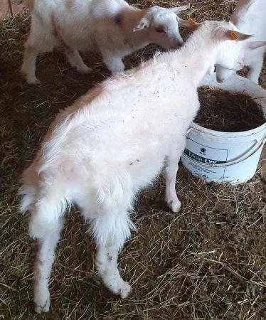 Image 1 of SOLD Mini Guernsey adult female goat registered with BDDGS