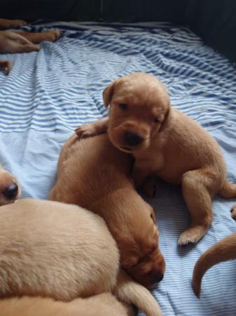 Image 3 of Fox red labrador puppies 6 boys 5 girls