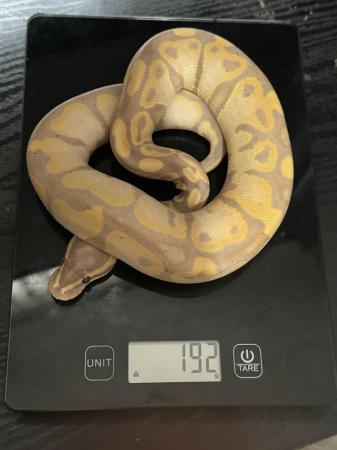 Image 4 of Male Banana 100% het Pied Royal python cb23