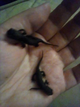 Image 1 of Chinese fire belly newts.  ......