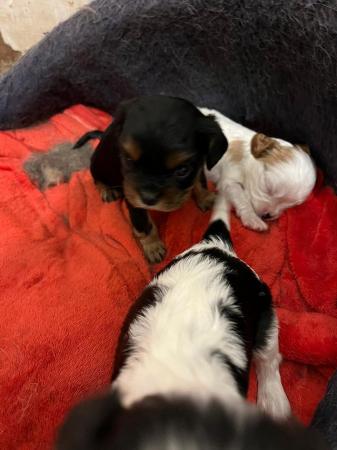Image 4 of Cavalier King Charles Spaniel puppies