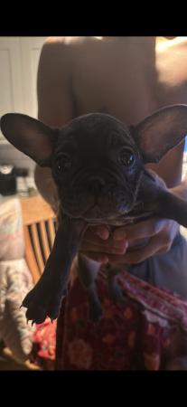 Image 4 of 3 month old female frenchie