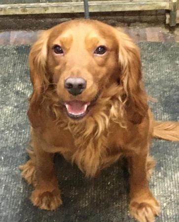 Image 1 of Red Cocker spaniel at stud. KC