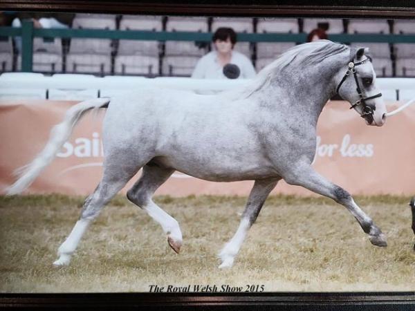 Image 3 of 11.3 Welsh pony gelding