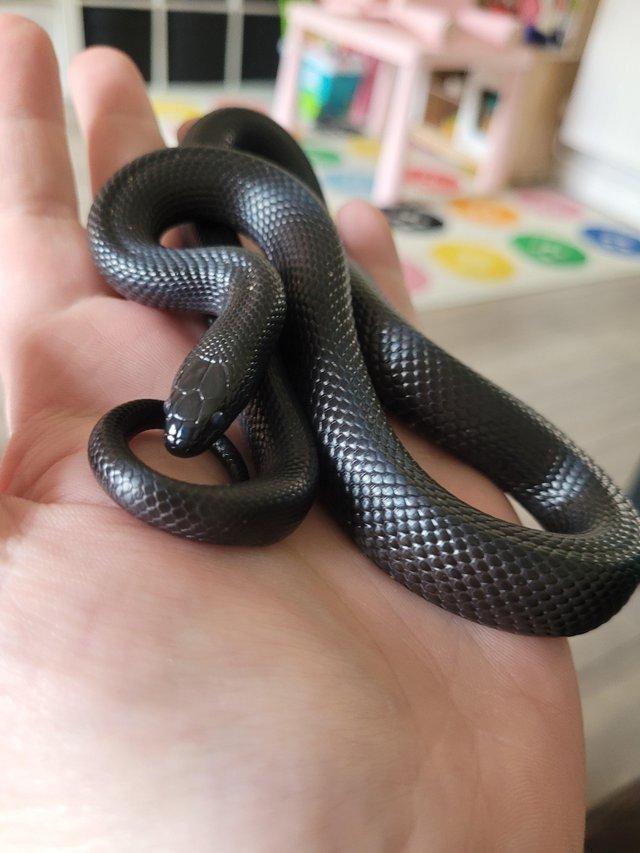 Preview of the first image of Mexican black kingsnake.