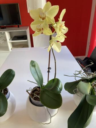 Image 2 of 3 Large Orchids in Ceramic plant holder