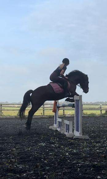 Preview of the first image of Welsh Section C Showjumping pony.