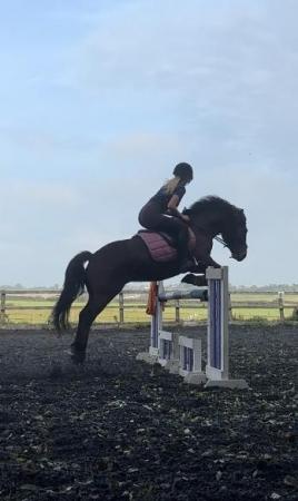 Image 1 of Welsh Section C Showjumping pony