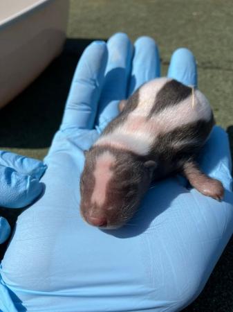 Image 3 of Adorable Baby Skunks available at 8 weeks