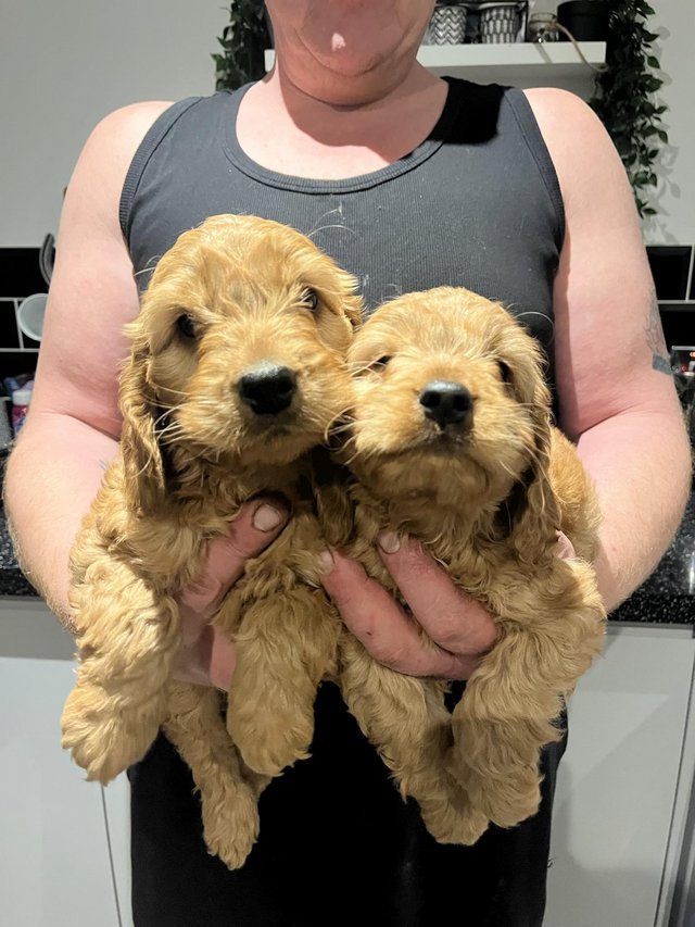 Preview of the first image of Stunning cockapoo puppies.