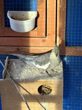 Image 3 of Young cockatiels. Avairy bred