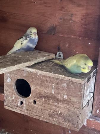 Image 5 of Budgies male and female