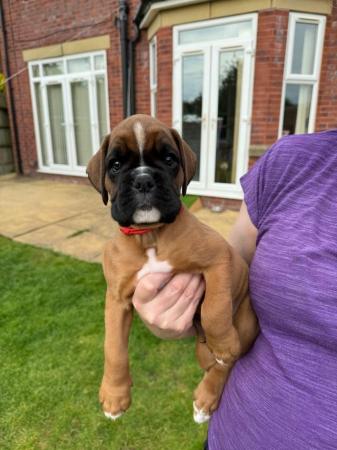 Image 19 of Stunningly Perfect 6 week old KC Pedigree Boxer puppies.