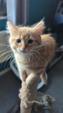 Image 3 of Ginger female kitten 6 months