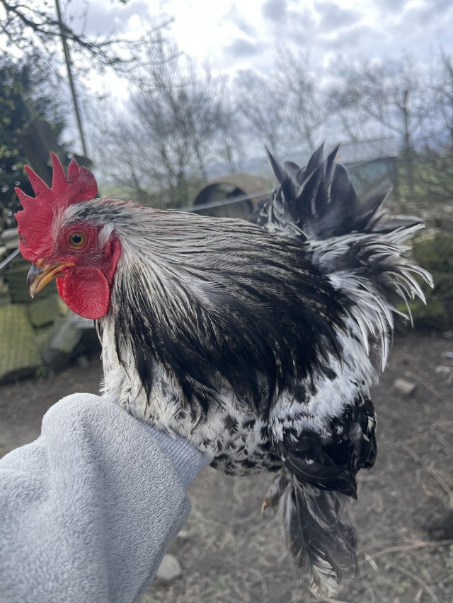 Preview of the first image of Peckin Bantam (7month old).