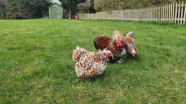 Image 2 of OUT OF STOCK Millefleur Pekin Bantam hatching eggs for sale