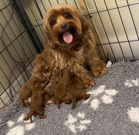 Image 4 of Gorgeous,Deep Red,Health tested Cavapoo pups