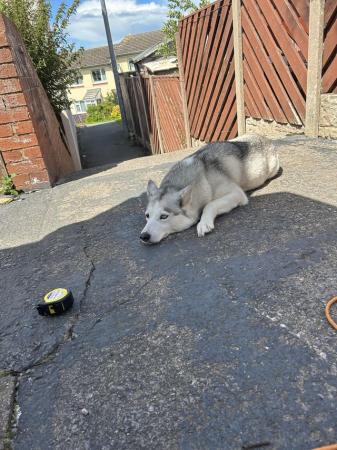 Image 2 of 4year old Siberian husky for sale
