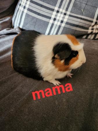 Image 2 of guinea pigs for sale, 2 females.