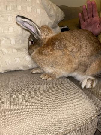 Image 1 of Giant French lop x house rabbit looking for a new home