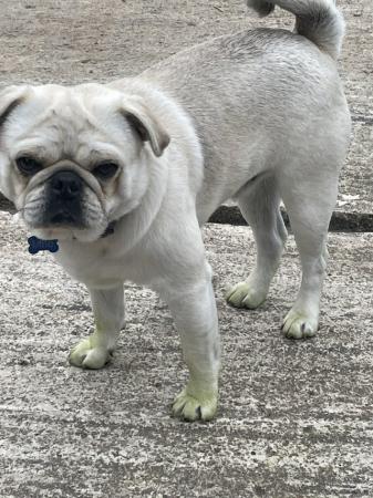 Image 11 of 3 year old female & 2 year old male pugs for sale