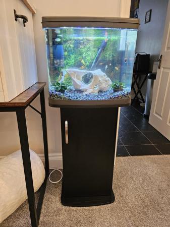 Image 3 of Fish and tank and accessories