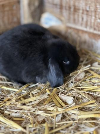 Image 1 of Mini lop baby rabbits ready now