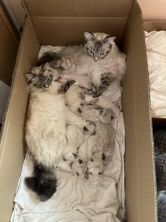 Image 1 of 10 week old pure bred ragdoll kittens.