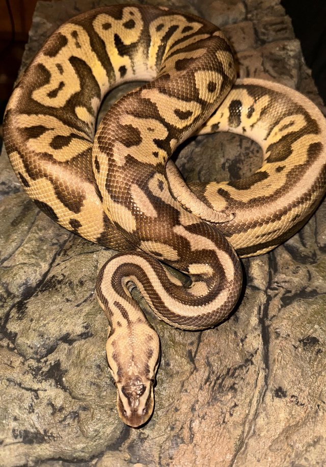 Preview of the first image of CB19 super pastel leopard het clown royal python.