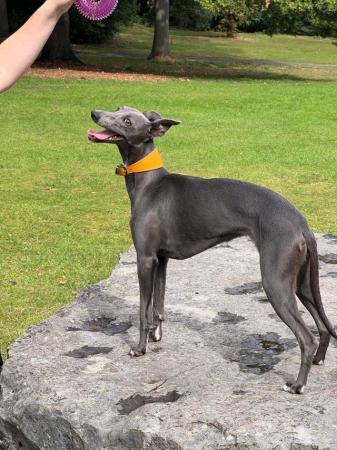 Image 3 of 1 Stunning Pedigree Blue Whippet Boy READY TO LEAVE