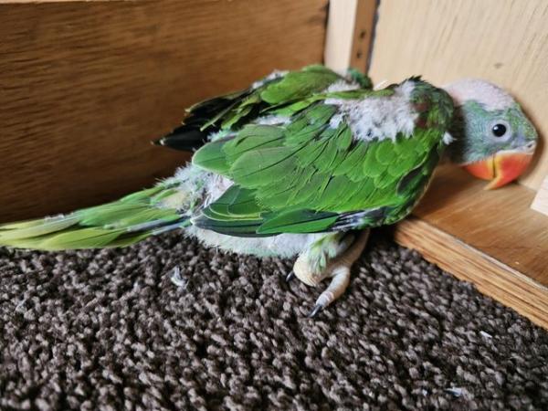 Image 6 of baby alexandrine parrots for sale