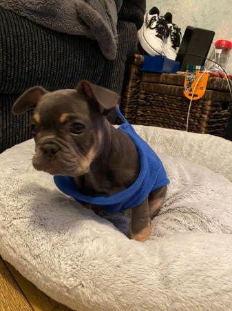 Image 4 of Beautiful French Bulldog male for sale