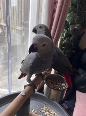 Image 5 of Baby African Greys Silly Tame READY NOW LAST ONE