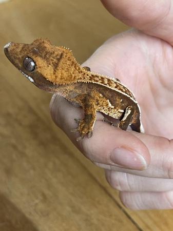 Image 3 of High Quality Tricolor juvie Crested Gecko with portholes