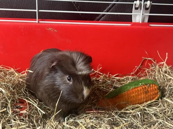 Image 4 of 2 male Guinea pigs with cage