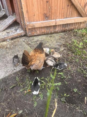 Image 1 of Sebright bantams & 4 chicks