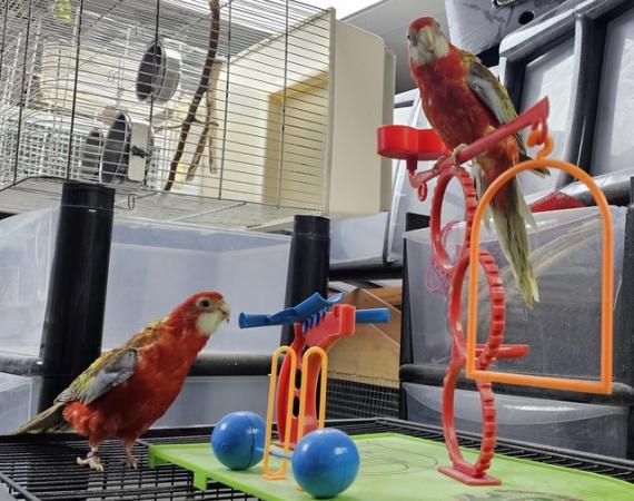 Image 5 of 3 Silly tame handreared rosellas for sale