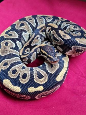 Image 4 of Female phantom royal python....