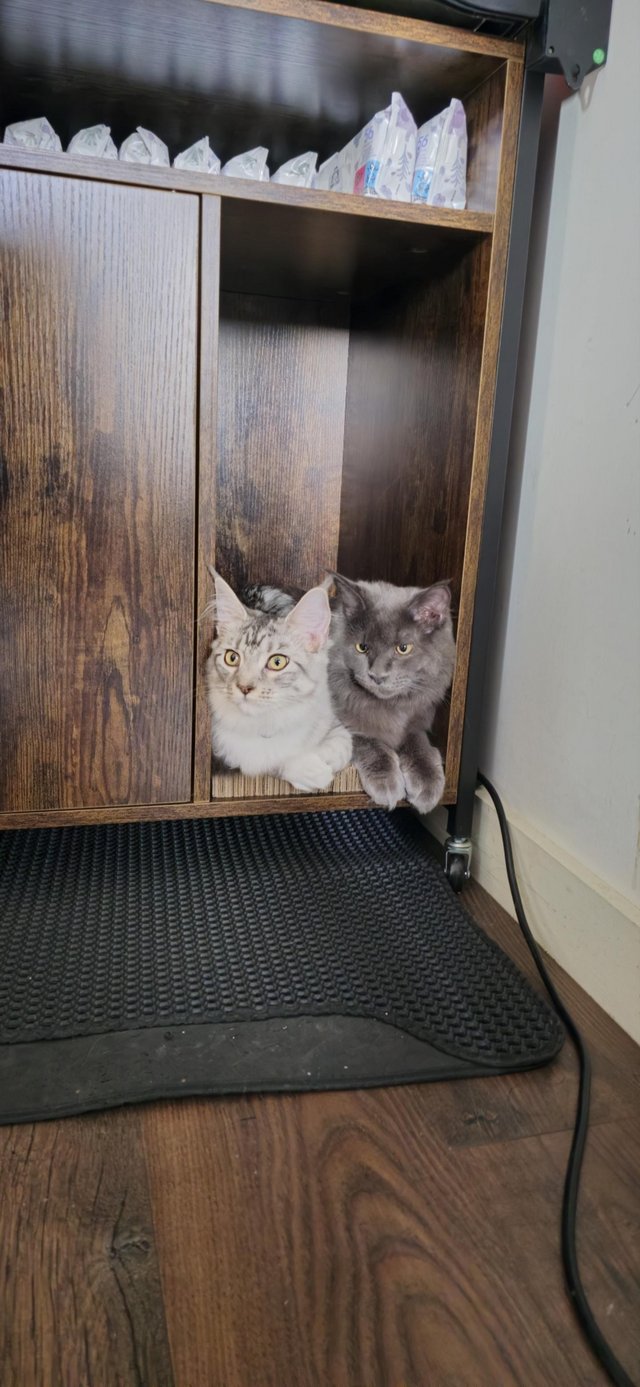 Preview of the first image of Male and Female Maine Coon around 9 Months old.