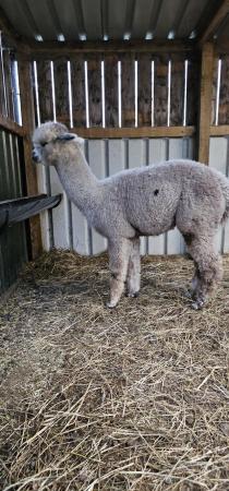 Image 2 of *Great opportunity* 3 Male Alpacas for sale. Price for all 3