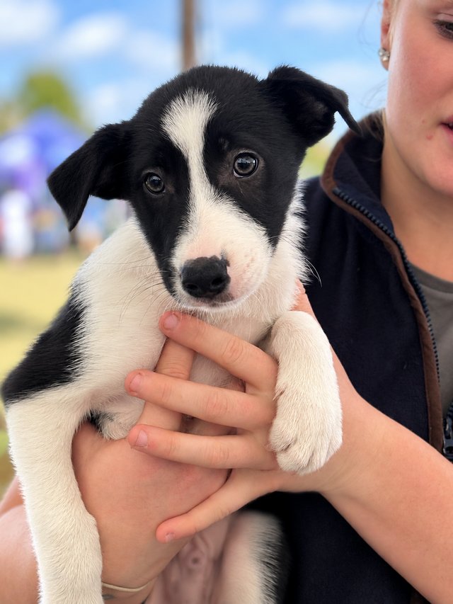 Black & White ISDS Border Collie Puppies — photo 3 of 4