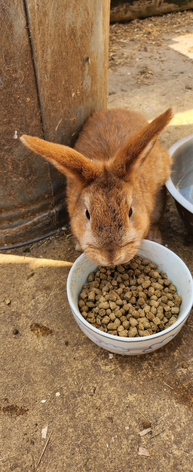 Preview of the first image of A beautiful red agouti half mixed breed and half lion lop.