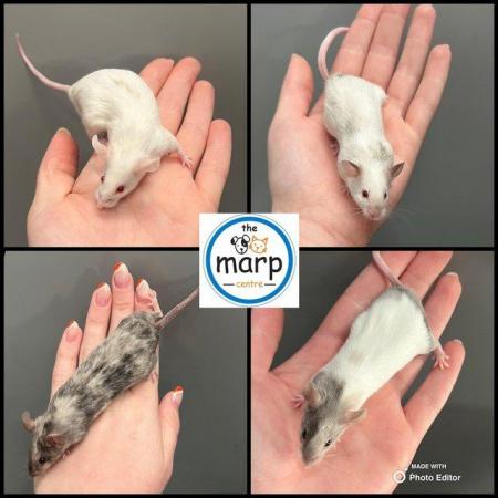 Image 1 of Fancy Mice Available At The Marp Centre £4.95 Each