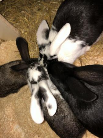 Image 6 of 3X Dwarf Lop 2 boy & 1 girl (black) available